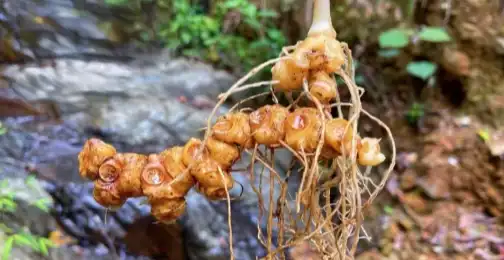 Polygonatum Officinale Rhizome Root Extract for Skin Care: Benefits and Uses